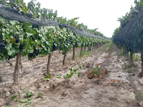 Finca   Viñedo en Venta en Junin, Mendoza