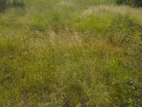 Campo en Venta Ganadero