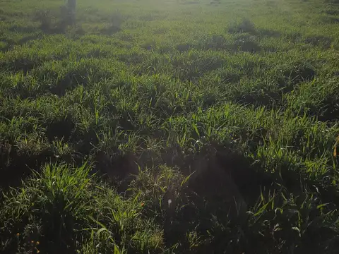 Campo en Gualeguaychu