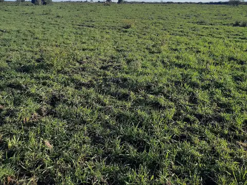 Campo Costa Uruguay sur  - 230 Has