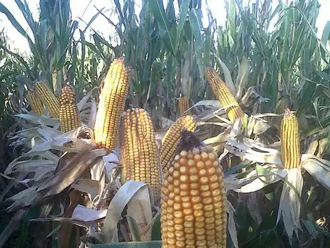 OPORTUNIDAD AGRÍCOLA