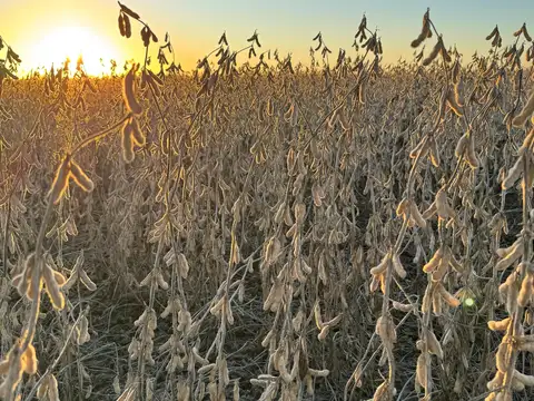 Campo rentable