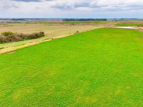 Venta 37 hectáreas próximo a Ruta 5