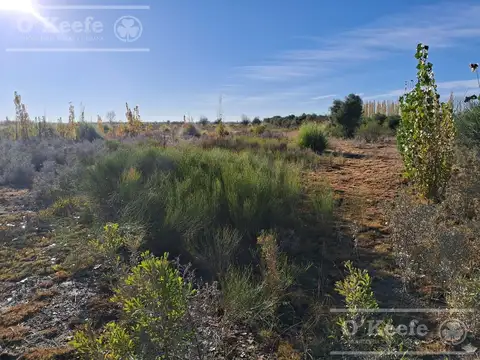 Oportunidad  Venta de 2 Fincas aledañas en Cañada Seca , San Rafael , Mendoza. Frutihorticola, Forra