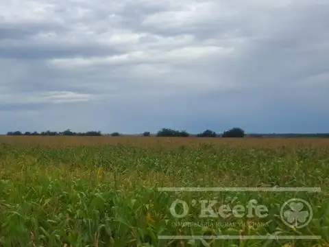 Campo en Venta de 76 has en Baradero