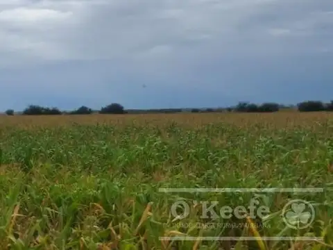 Campo en Venta de 76 has en Baradero. Mixto