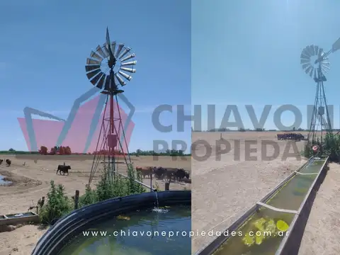Camino Lozano - Plomer