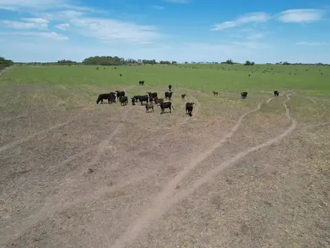 4000 has ganaderas mixtas con 230 has de chacra - San Justo - Santa Fe