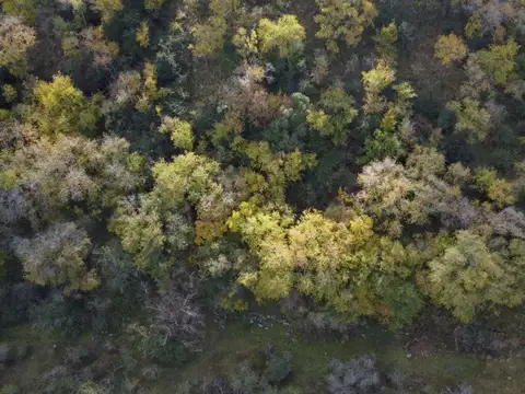 Colanchanga 100
