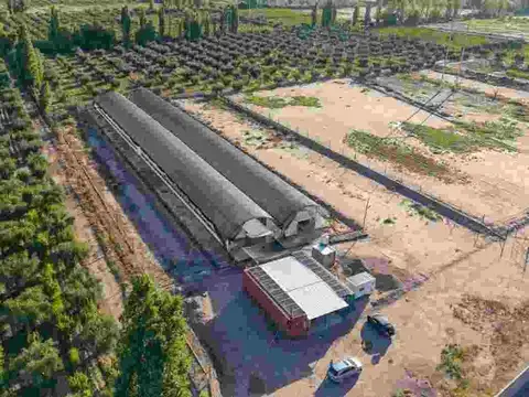 INVERNÁCULO Y OLIVOS EN PRODUCCIÓN EN  RUTA 60