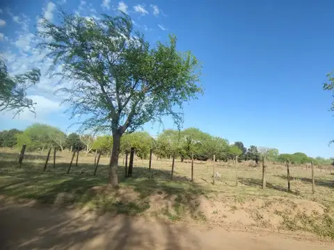 MADARIAGA 600