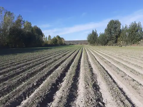 Campo- Finca en VENTA - (4) Cuatro hectáreas y Casa de 60m2 Tunuyán, Mendoza