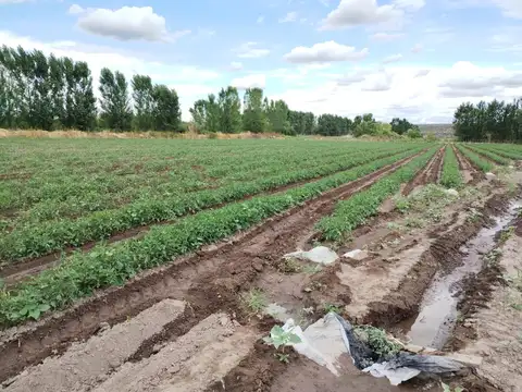 Finca de 4 Hectareas en Venta Tunuyán