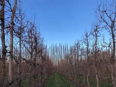 Chacra 21ha, en Ingeniero Huergo
