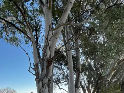 VENTA 12 HAS.  CAPILLA DEL SEÑOR 