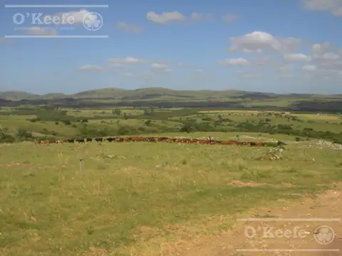 Campo en venta ganadero de 3000 has con mejoras en Uruguay