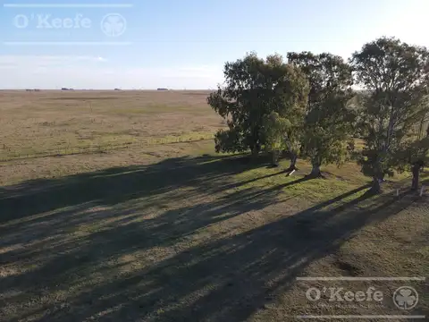 Campo ganadero en venta de 1362 has en Olavarria