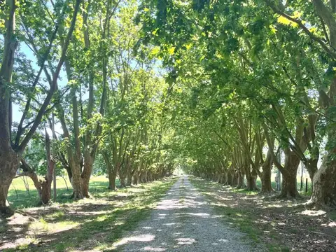 Aristóbulo del Valle 1100