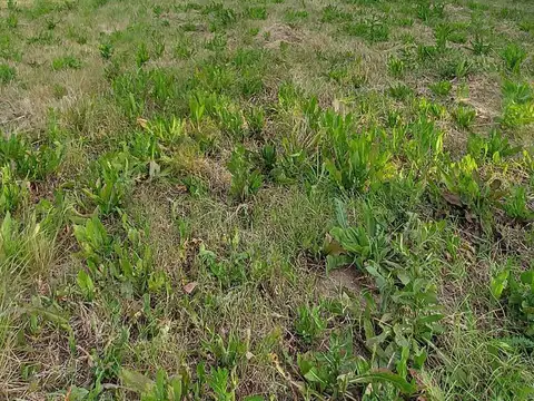 Chacra en calle 683 (Ruta 41 km 111,5)