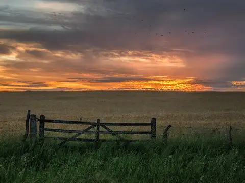 Campo de cría 800 Hectareas en venta en Pila