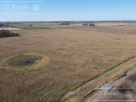 Campo en venta 178 Has agrícolas en Las Heras