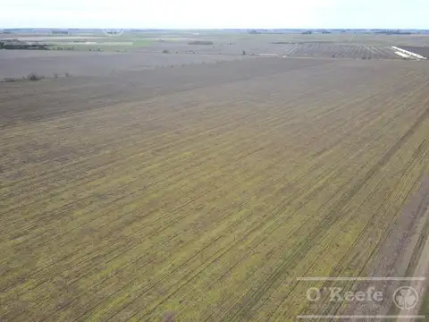 Campo en venta 178 Has agrícolas en Las Heras