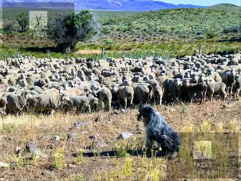 Campo en Esquel - 2.500 has - RN 40