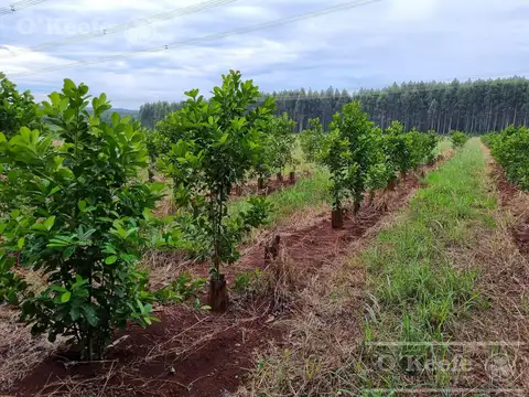 Campo en venta de 1017 has, Forestal mixto 80 % aprovechable,  Corrientes