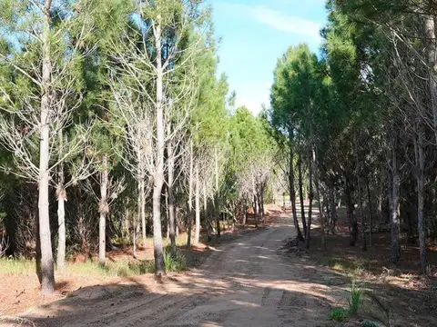 Terreno en Venta en Countries Y Barrios Cerrados en Pinamar, USD 97.000