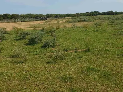 Venta CAMPO GANADERO 462hs- La Camila, San Justo