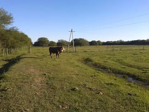 Venta CAMPO GANADERO 462hs- La Camila, San Justo