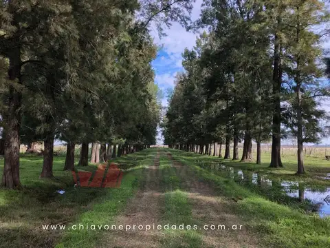 Campo Mixto 207 ha c/Sistema Voisin – Gral Las Heras, BS AS