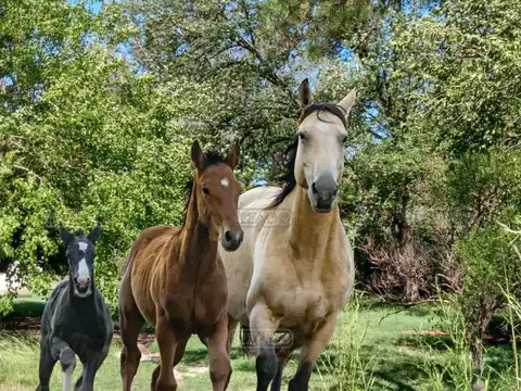 Terreno en Venta en Villa Rosa, USD 95.000