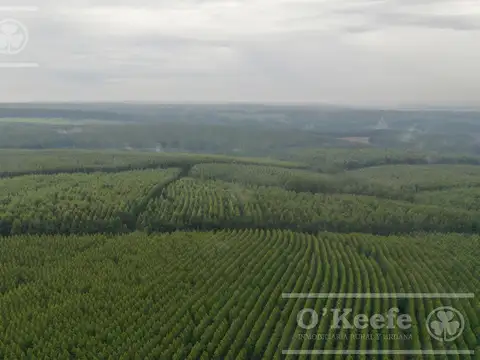 Campo en venta de 561 has  Forestales,   Corrientes