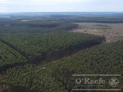 Campo en venta de 561 has  Forestales,   Corrientes