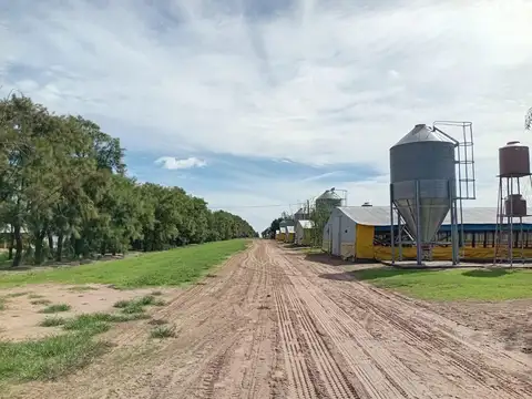 Granja avicola en venta 30 galpones en 25 de Mayo Buenos Aires