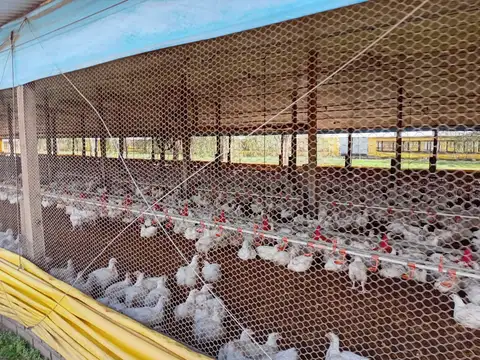 Granja avicola en venta 30 galpones en 25 de Mayo Buenos Aires