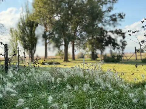 Chacra de 6 hectáreas con casa de campo, parque arbolado y piscina – entorno único en los alrededore