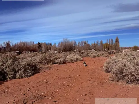 Hectáreas en alquiler, frente a ruta 17, Añelo