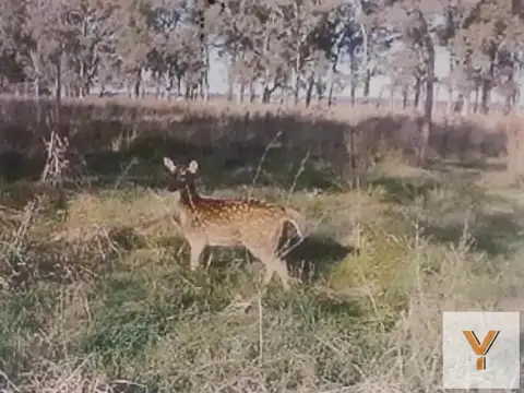 Ruta Provincial 61