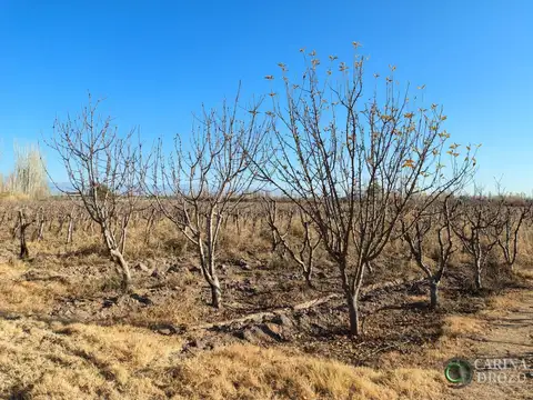 Fray Luis Beltran sin 100