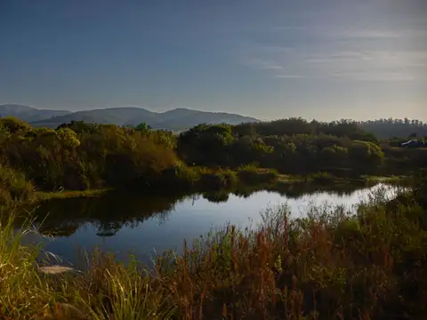 Los olivos