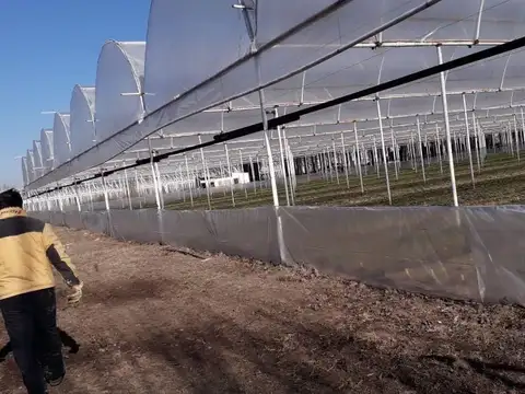 VENTA de Chacra 9 hectáreas, productiva comercial con invernaderos