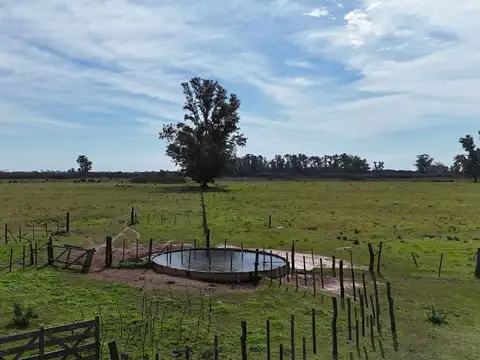 Venta Campo Ganadero Felicia-Nuevo Torino-Santa Fe