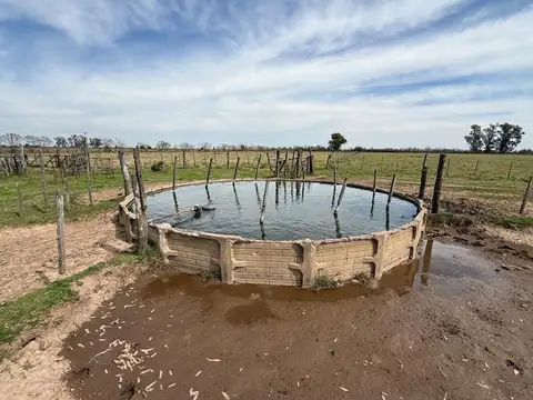 Venta Campo Ganadero Felicia-Nuevo Torino-Santa Fe