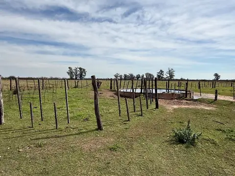 Venta Campo Ganadero Felicia-Nuevo Torino-Santa Fe