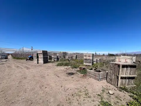 Venta de Finca con producción de duraznos