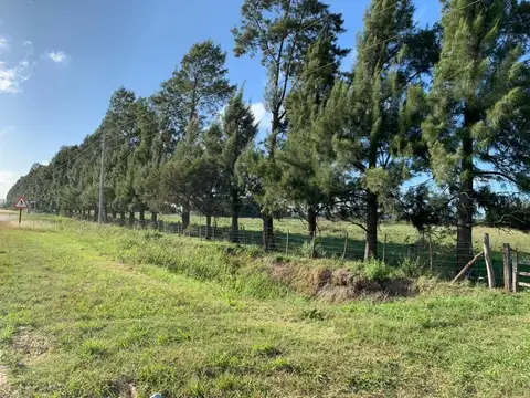 Campo en venta - 290000mts2 - Mercedes