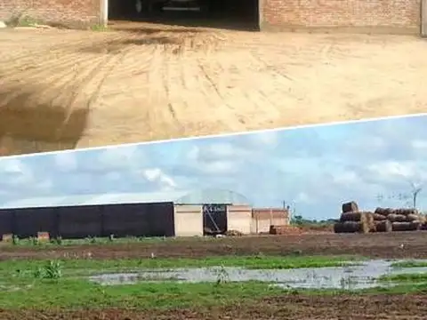 Fernández,  Sgo. Del Estero  4300  Has