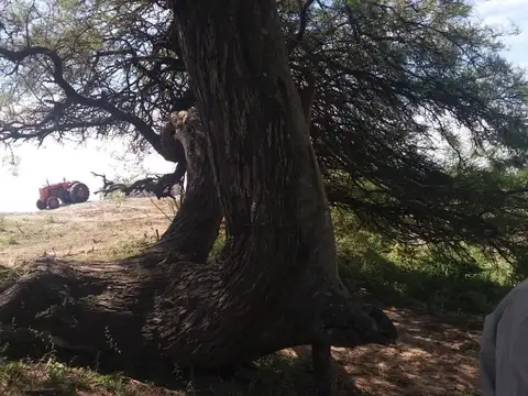 Campo en Venta de 986  ha